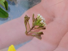 Capsella bursa-pastoris