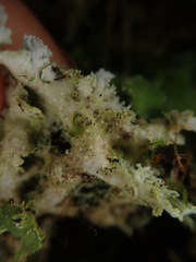 Pseudocyphellaria gretae