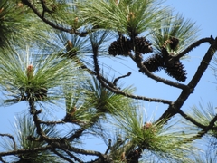 Pinus hartwegii