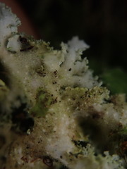 Pseudocyphellaria gretae