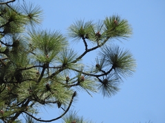 Pinus hartwegii
