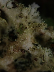 Pseudocyphellaria gretae