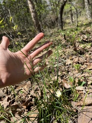 Poa wolfii