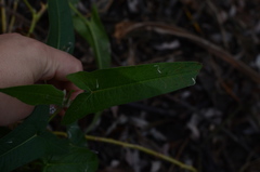 Persicaria stelligera