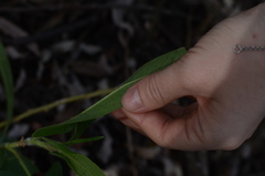 Persicaria stelligera