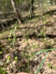 Poa wolfii