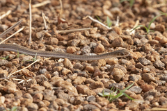 Psammophis sudanensis