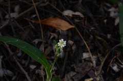 Persicaria stelligera
