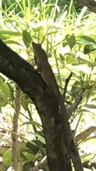 Anolis sagrei