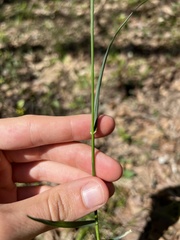Poa wolfii