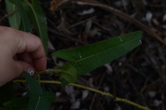 Persicaria stelligera