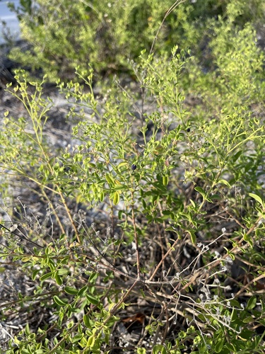 Trichostema dichotomum image