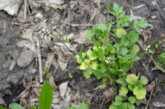 Capsella bursa-pastoris