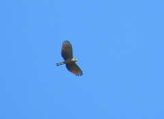 Chondrohierax uncinatus