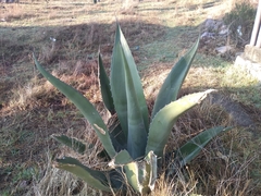 Agave mapisaga