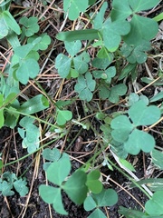 Oxalis