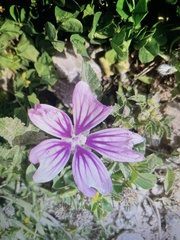 Malva sylvestris