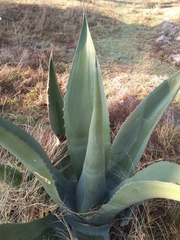 Agave mapisaga