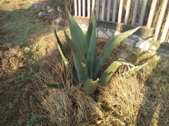 Agave mapisaga