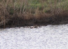Anas platyrhynchos