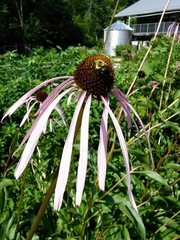 Echinacea laevigata