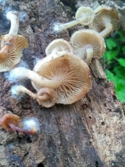 Trichocybe