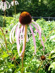 Echinacea laevigata
