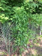 Lactuca canadensis