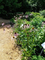 Echinacea laevigata