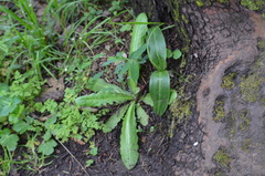 Platanthera elongata