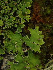 Pannaria pallida