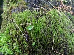 Rhynchostegium aquaticum