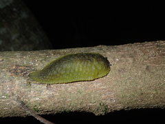 Athoracophorus papillatus