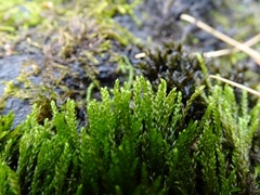 Rhynchostegium aquaticum