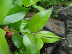 Salix lucida lucida