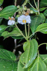 Miconia oerstediana