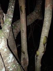 Athoracophorus papillatus