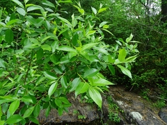 Salix lucida lucida