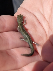 Aneides klamathensis