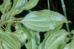 Miconia oerstediana
