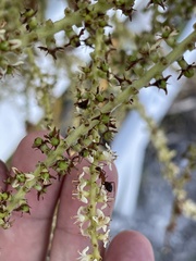 Camponotus inaequalis