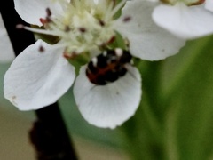 Anthrenus scrophulariae