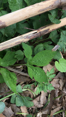 Cryptotaenia canadensis