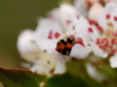 Anthrenus scrophulariae
