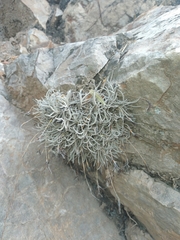 Tillandsia virescens