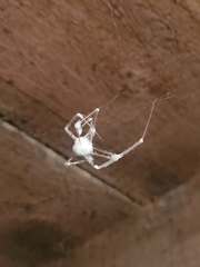 Engyodontium aranearum