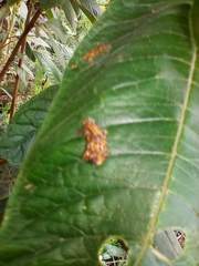 Phobetron hipparchia