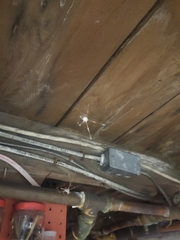 Engyodontium aranearum