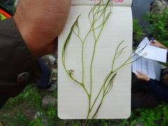 Podostemum ceratophyllum