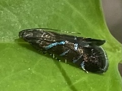 Strobisia proserpinella